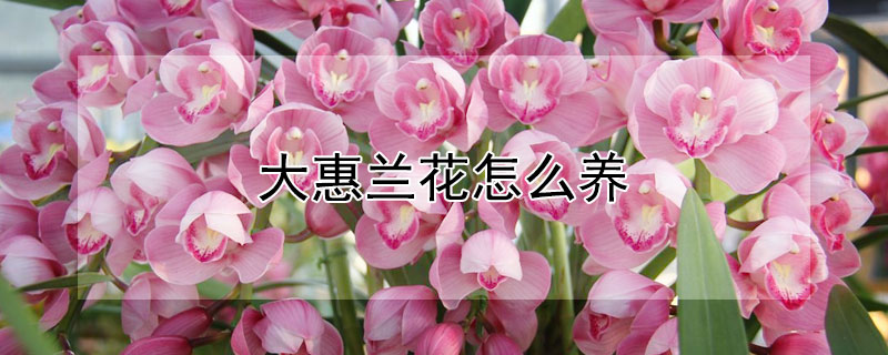 大惠兰花怎么养 大惠兰花怎么养护和管理