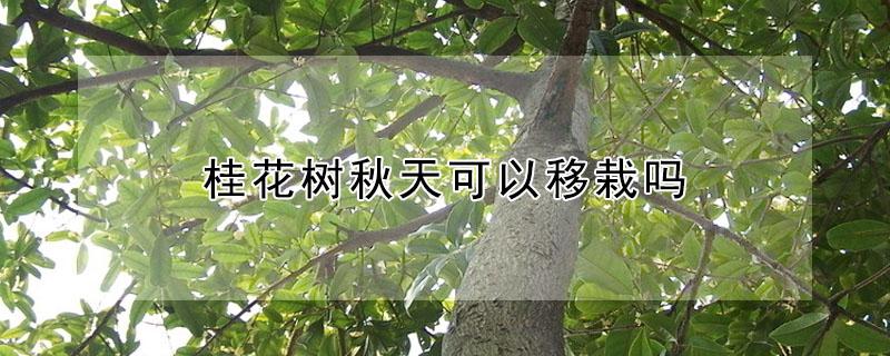桂花树秋天可以移栽吗 桂花树秋天可以移栽吗视频