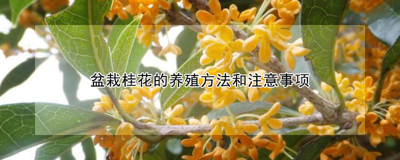 盆栽桂花的养殖方法和注意事项 盆栽桂花的养殖方法和注意事项,盆栽桂花需要多浇水吗