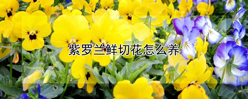 紫罗兰鲜切花怎么养 紫罗兰鲜切花怎么养的