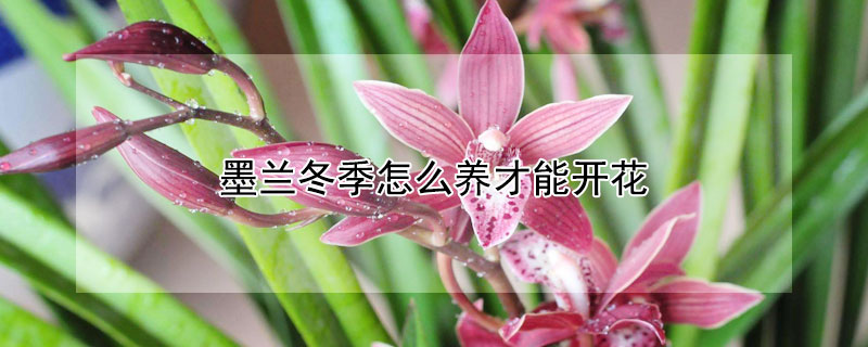 墨兰冬季怎么养才能开花（墨兰冬天怎么养才能开花）