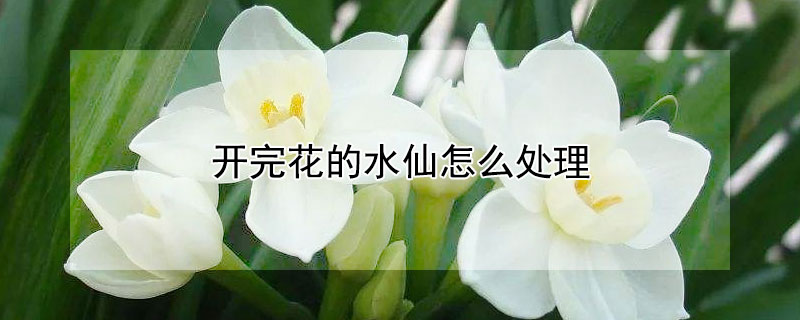开完花的水仙怎么处理（开完花的水仙怎么处理最好）
