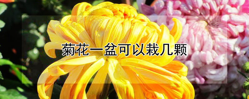 菊花一盆可以栽几颗 菊花一盆栽几颗合适