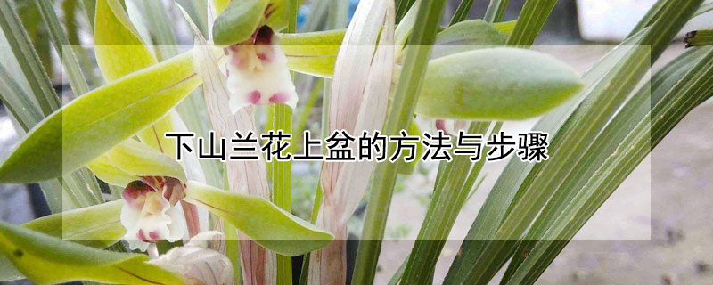 下山兰花上盆的方法与步骤（下山兰花上盆的方法与步骤图片）