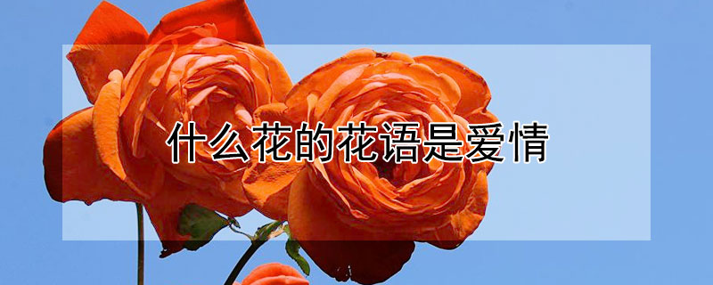 什么花的花语是爱情 什么花的花语是爱情至死不渝