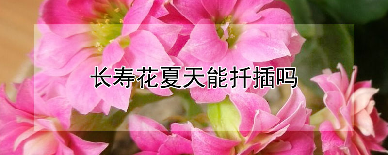 长寿花夏天能扦插吗 长寿花夏天能扦插吗图片