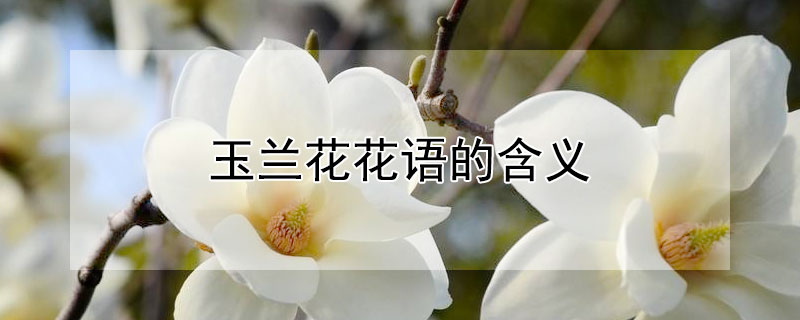 玉兰花花语的含义（玉兰花花语及寓意）