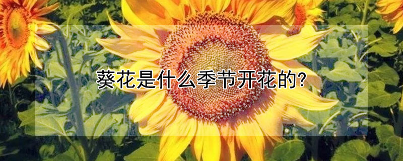 葵花是什么季节开花的?（葵花在什么季节开花）