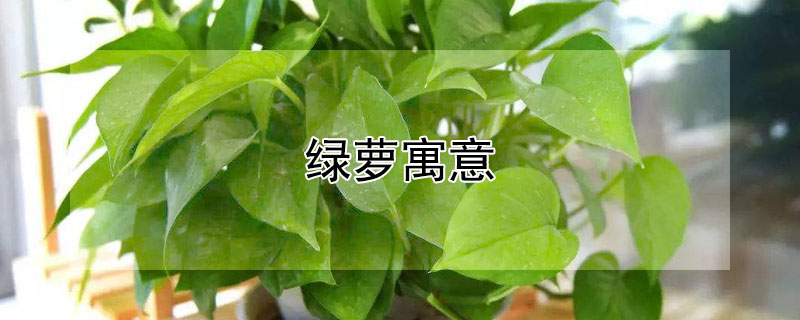 绿萝寓意（绿萝寓意什么）