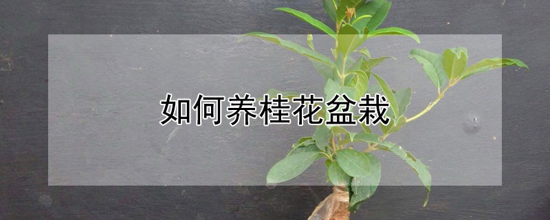 如何养桂花盆栽 如何养桂花盆栽