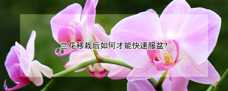 兰花移栽后如何才能快速服盆? 兰花移栽后如何才能快速服盆视频