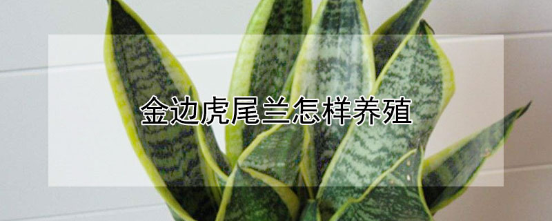 金边虎尾兰怎样养殖（金边虎尾兰怎么养殖方法和注意事项）