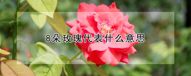 8朵玫瑰代表什么意思（1888朵玫瑰代表什么意思）