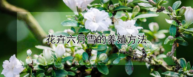 花卉六月雪的养殖方法 花卉六月雪怎么养