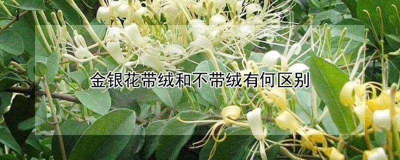 金银花带绒和不带绒有何区别（金银花带绒和不带绒有何区别图片）