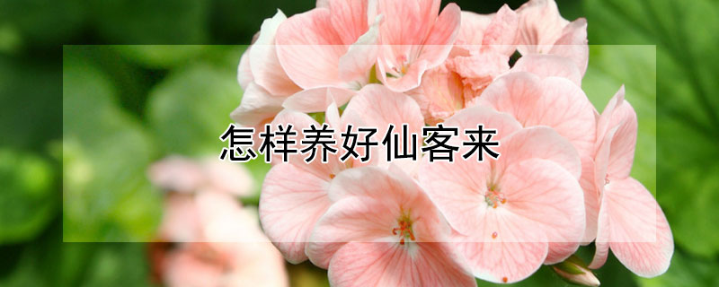 怎样养好仙客来 怎样养好仙客来视频
