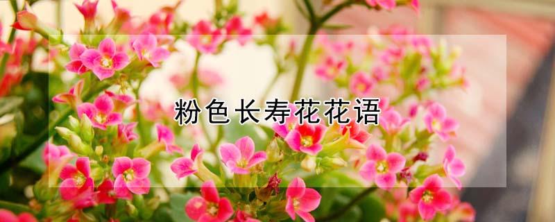 粉色长寿花花语 粉色长寿花寓意