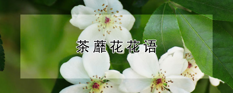 茶蘼花花语 茶蘼花花语象征与寓意