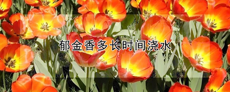 郁金香多长时间浇水（郁金香多长时间浇水一次合适）