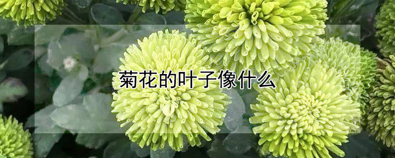 菊花的叶子像什么（菊花的叶子像什么一样）