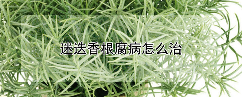 迷迭香根腐病怎么治 迷迭香烂根