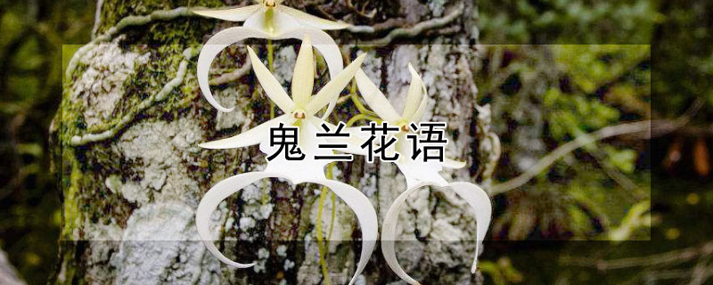 鬼兰花语 鬼兰是什么花