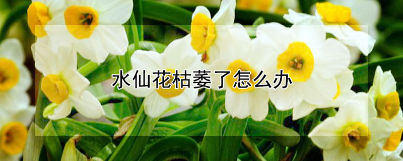 水仙花枯萎了怎么办 水仙花枯萎了怎么办视频