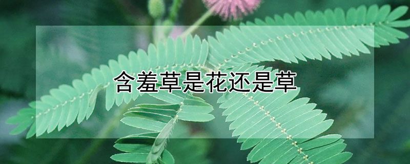 含羞草是花还是草（含羞草是花还是草呢）