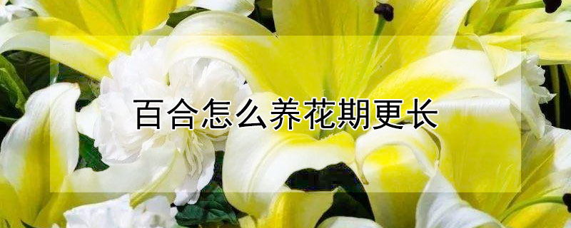百合怎么养花期更长 百合插花瓶水养怎么养