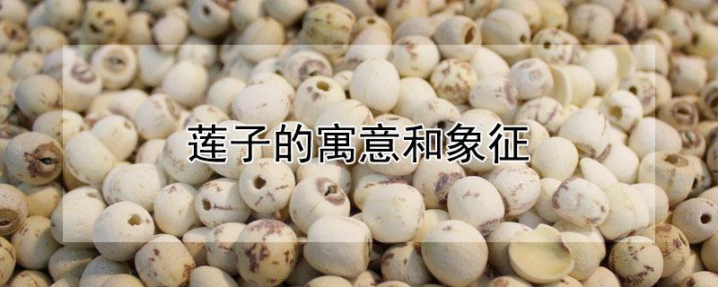 莲子的寓意和象征（莲蓬莲子的寓意和象征）