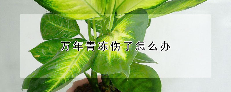 万年青冻伤了怎么办（万年青冻伤了怎么办用什么药）