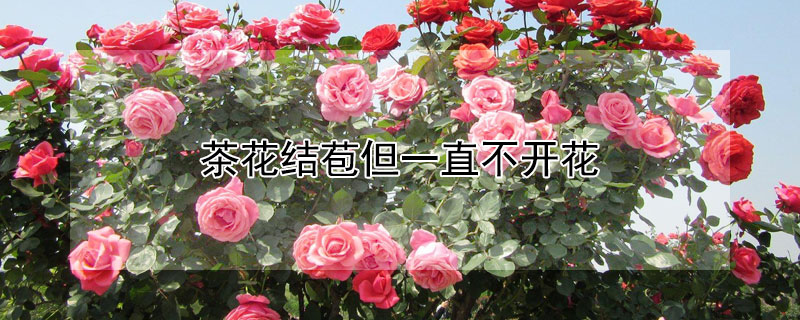 茶花结苞但一直不开花 茶花结苞但一直不开花怎么办