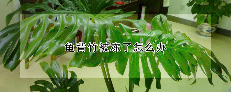 龟背竹被冻了怎么办 龟背竹受冻了怎么办