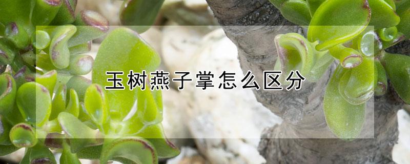 玉树燕子掌怎么区分（玉树燕子掌怎么养殖）