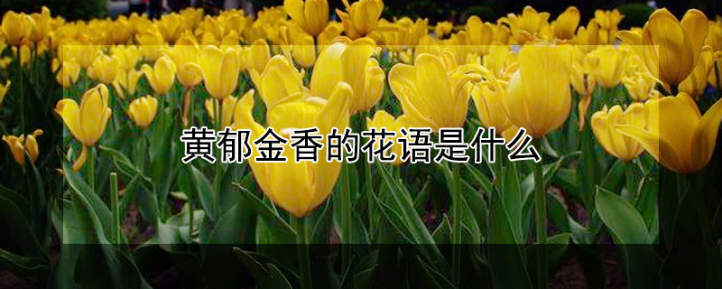 黄郁金香的花语是什么 黄郁金香花语暗示分手