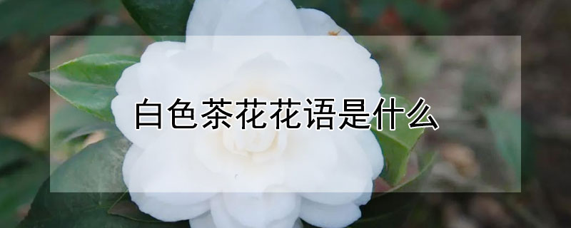 白色茶花花语是什么（白色茶花花语是什么花）
