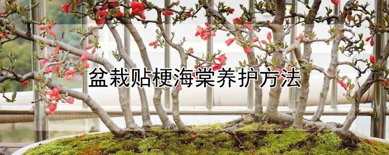 盆栽贴梗海棠养护方法（盆栽贴梗海棠养护方法图解）