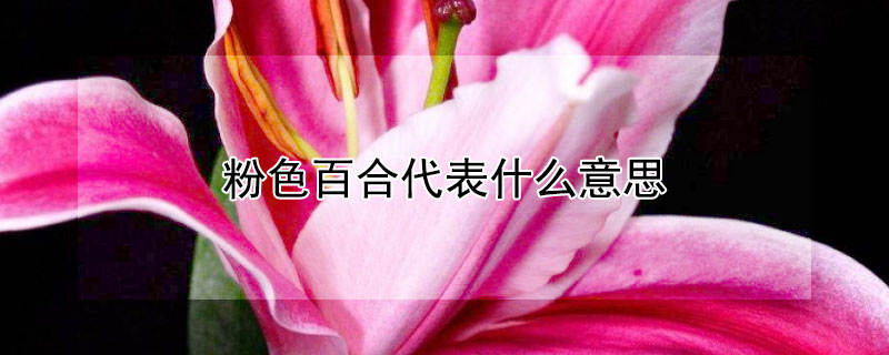 粉色百合代表什么意思 粉色百合象征着什么