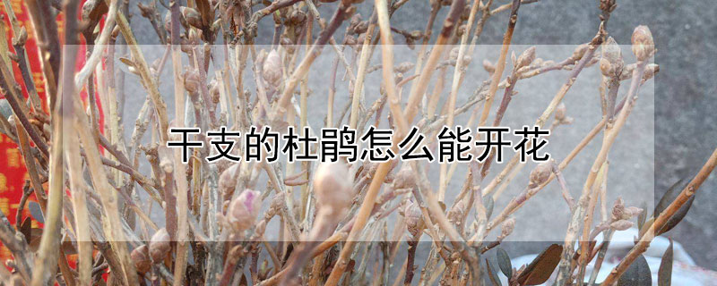 干支的杜鹃怎么能开花（干支的杜鹃怎么能开花呢）