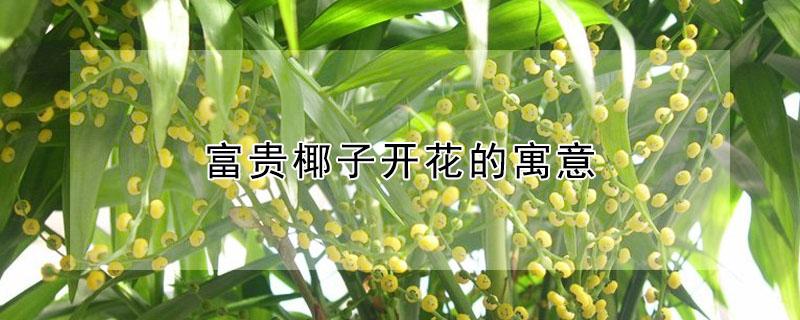 富贵椰子开花的寓意 富贵椰子开花的寓意与风水有关