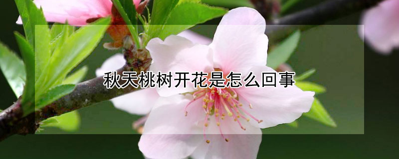 秋天桃树开花是怎么回事（秋天桃树开花是怎么回事儿）