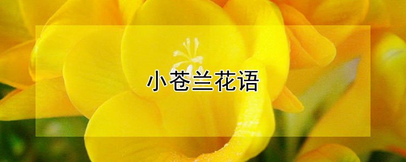 小苍兰花语 小苍兰花语文案