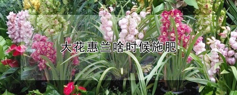 大花惠兰啥时候施肥（大花惠兰花期要浇水吗）