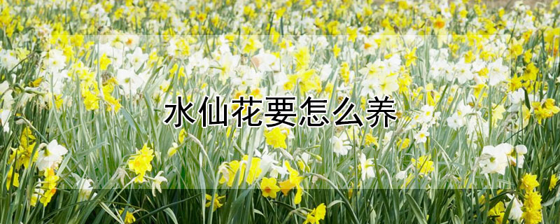 水仙花要怎么养（水仙花要怎么养才好）