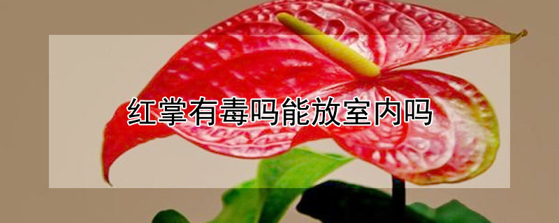 红掌有毒吗能放室内吗（水培红掌有毒吗能放室内吗）