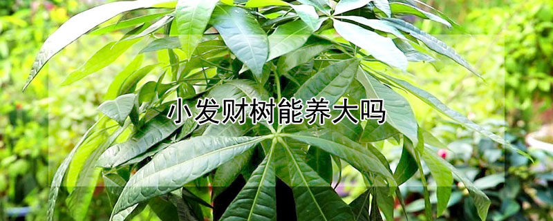 小发财树能养大吗（小发财树能养大吗图片）