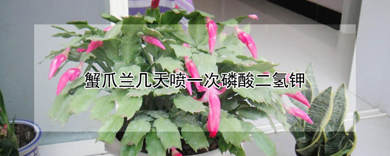 蟹爪兰几天喷一次磷酸二氢钾 蟹爪兰几天喷一次磷酸二氢钾好
