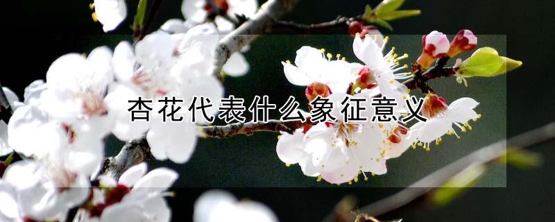 杏花代表什么象征意义 杏花代表什么象征意义的意思