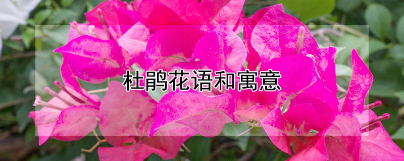 杜鹃花语和寓意 杜鹃花语和寓意及花语