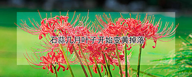 石蒜几月叶子开始变黄掉落（石蒜几月叶子开始变黄掉落了）
